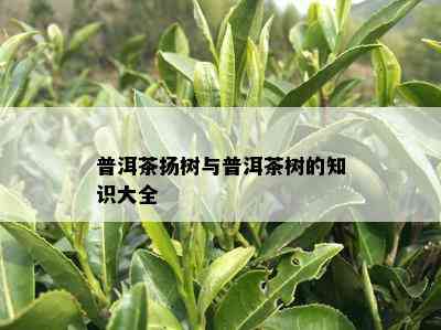 普洱茶扬树与普洱茶树的知识大全