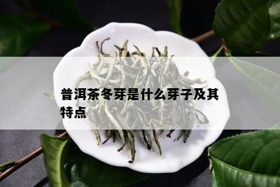 普洱茶冬芽是什么芽子及其特点