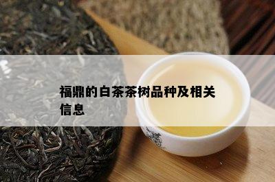 福鼎的白茶茶树品种及相关信息