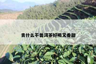 青什么干普洱茶好喝又香甜