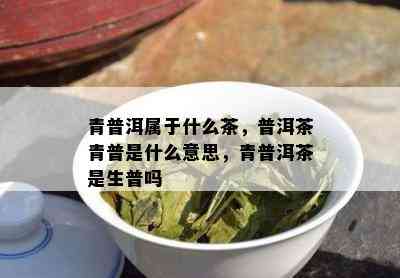 青普洱属于什么茶，普洱茶青普是什么意思，青普洱茶是生普吗