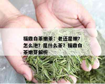 福鼎白茶嫩茶：老还是嫩？怎么泡？是什么茶？福鼎白茶嫩芽解析