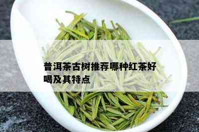 普洱茶古树推荐哪种红茶好喝及其特点