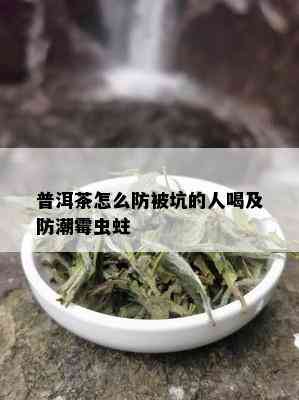 普洱茶怎么防被坑的人喝及防潮霉虫蛀