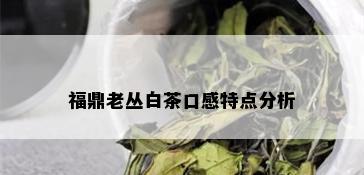 福鼎老丛白茶口感特点分析