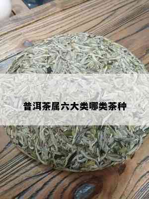 普洱茶属六大类哪类茶种