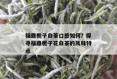 福鼎栀子白茶口感如何？探寻福鼎栀子花白茶的风味特点