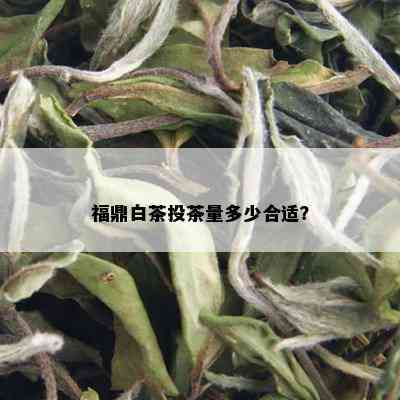 福鼎白茶投茶量多少合适？