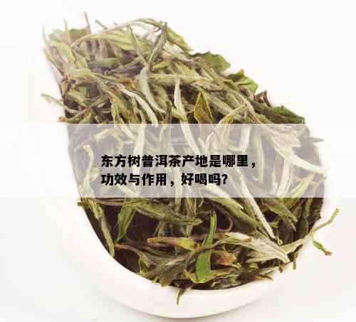 东方树普洱茶产地是哪里，功效与作用，好喝吗？