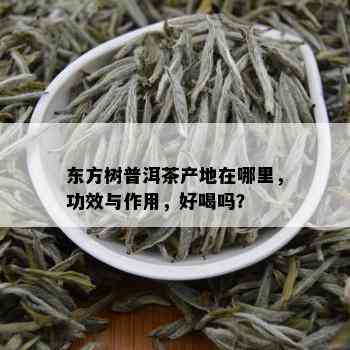 东方树普洱茶产地在哪里，功效与作用，好喝吗？