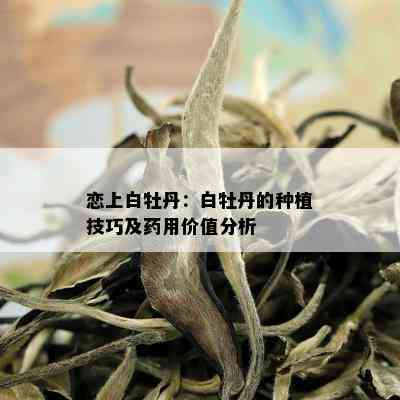 恋上白牡丹：白牡丹的种植技巧及用价值分析