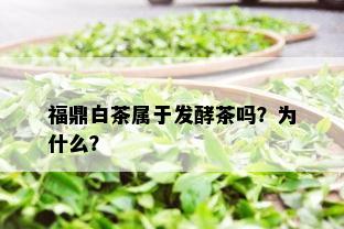 福鼎白茶属于发酵茶吗？为什么？