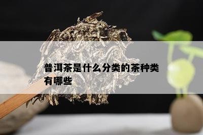 普洱茶是什么分类的茶种类有哪些