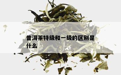 普洱茶特级和一级的区别是什么