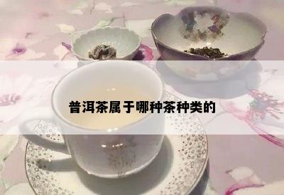 普洱茶属于哪种茶种类的