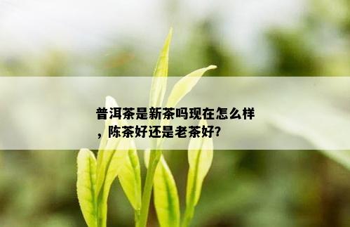 普洱茶是新茶吗现在怎么样，陈茶好还是老茶好？