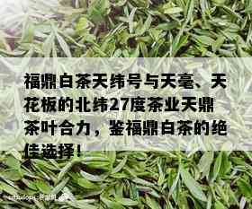 福鼎白茶天纬号与天毫、天花板的北纬27度茶业天鼎茶叶合力，鉴福鼎白茶的绝佳选择！