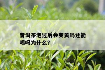 普洱茶泡过后会变黄吗还能喝吗为什么？