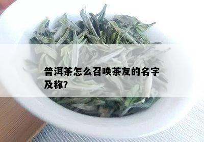 普洱茶怎么召唤茶友的名字及称？