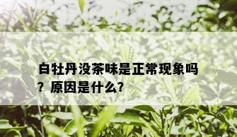 白牡丹没茶味是正常现象吗？原因是什么？