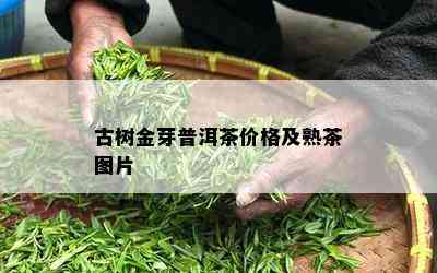 古树金芽普洱茶价格及熟茶图片