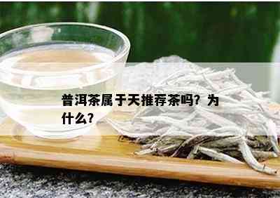 普洱茶属于天推荐茶吗？为什么？