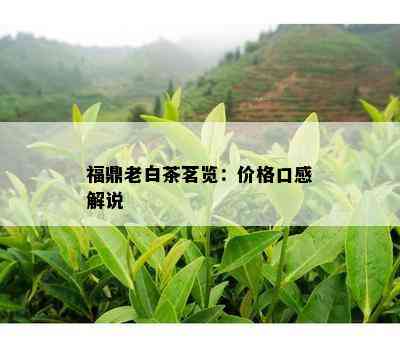 福鼎老白茶茗览：价格口感解说