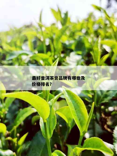 更好普洱茶膏品牌有哪些及价格排名？