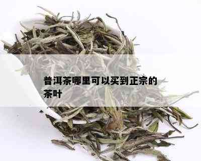 普洱茶哪里可以买到正宗的茶叶