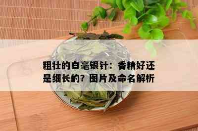 粗壮的白毫银针：香精好还是细长的？图片及命名解析