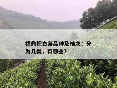 福鼎把白茶品种及档次：分为几类，有哪些？