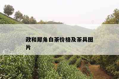 政和犀角白茶价格及茶具图片