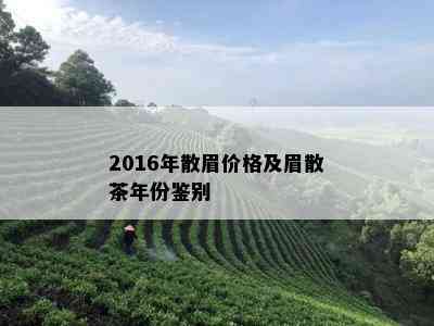 2016年散眉价格及眉散茶年份鉴别