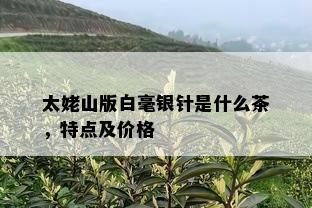 太姥山版白毫银针是什么茶，特点及价格