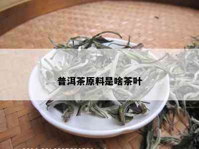 普洱茶原料是啥茶叶