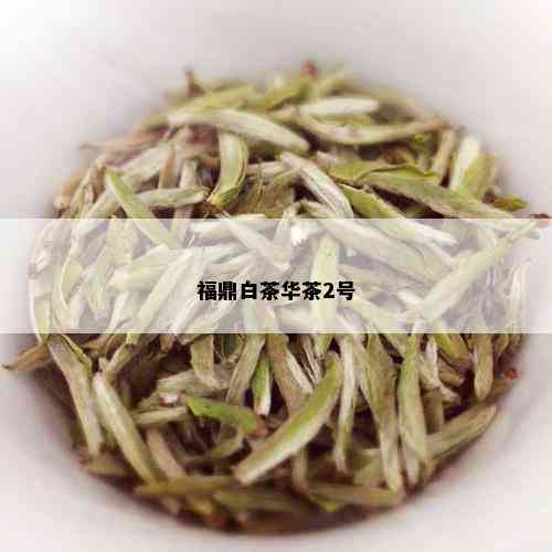 福鼎白茶华茶2号