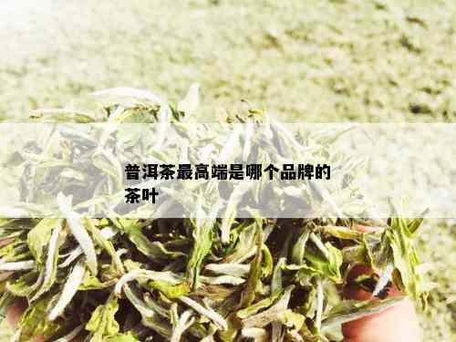 普洱茶更高端是哪个品牌的茶叶