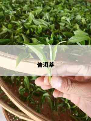 普洱茶