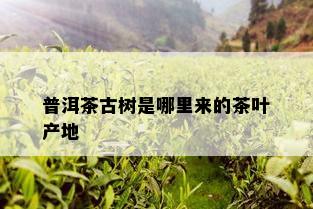 普洱茶古树是哪里来的茶叶产地