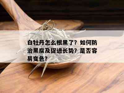 白牡丹怎么根黑了？如何防治黑腐及促进长势？是否容易变色？