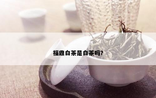 福鼎白茶是白茶吗？