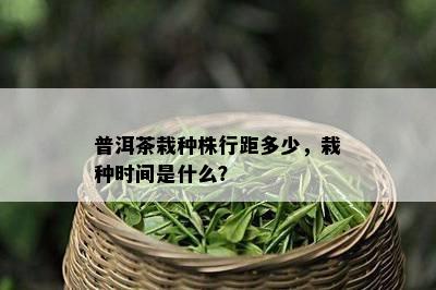 普洱茶栽种株行距多少，栽种时间是什么？