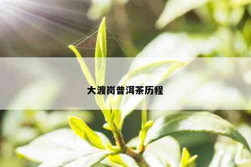 大渡岗普洱茶历程