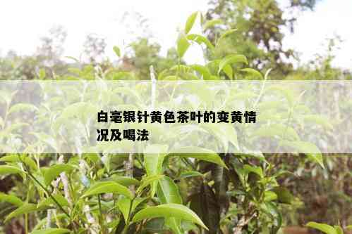 白毫银针黄色茶叶的变黄情况及喝法