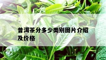 普洱茶分多少类别图片介绍及价格