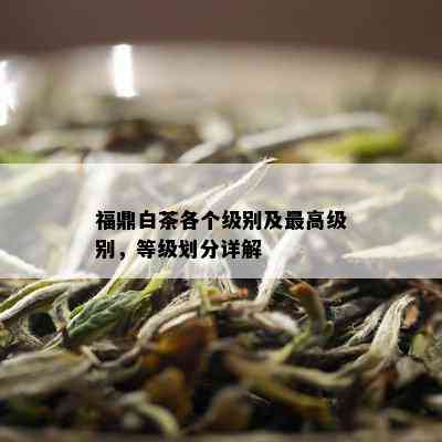 福鼎白茶各个级别及更高级别，等级划分详解