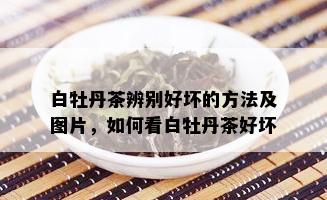 白牡丹茶辨别好坏的方法及图片，如何看白牡丹茶好坏