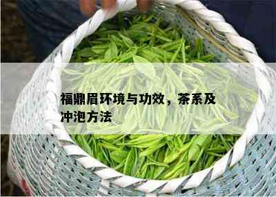 福鼎眉环境与功效，茶系及冲泡方法