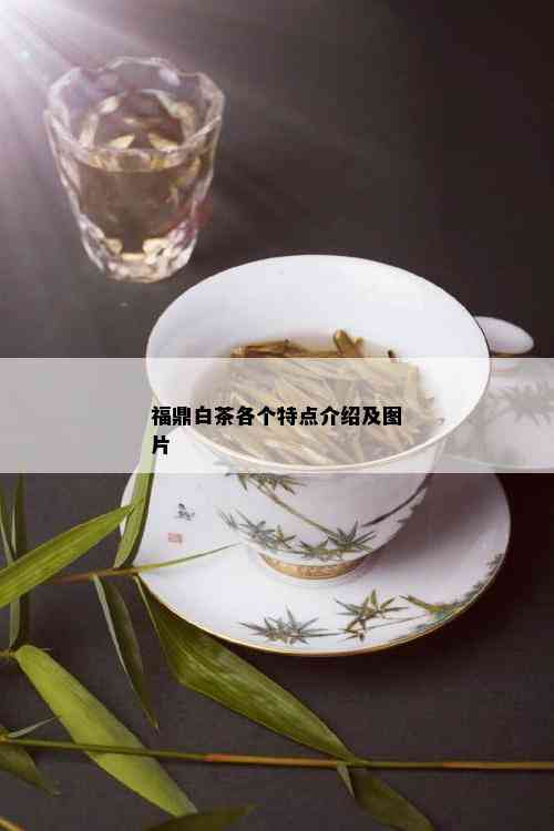 福鼎白茶各个特点介绍及图片