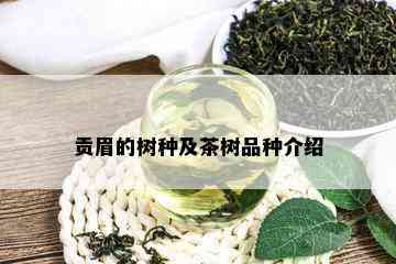 贡眉的树种及茶树品种介绍